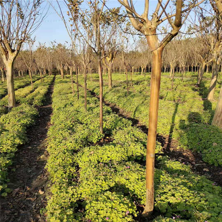 基地直销紫薇规格齐全丛生独杆美国火箭红工程量大从优