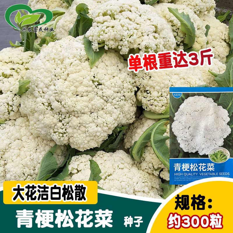 华耐青梗松花菜种子 大颗松花洁白花椰菜籽 菜园农家春秋菜园蔬菜
