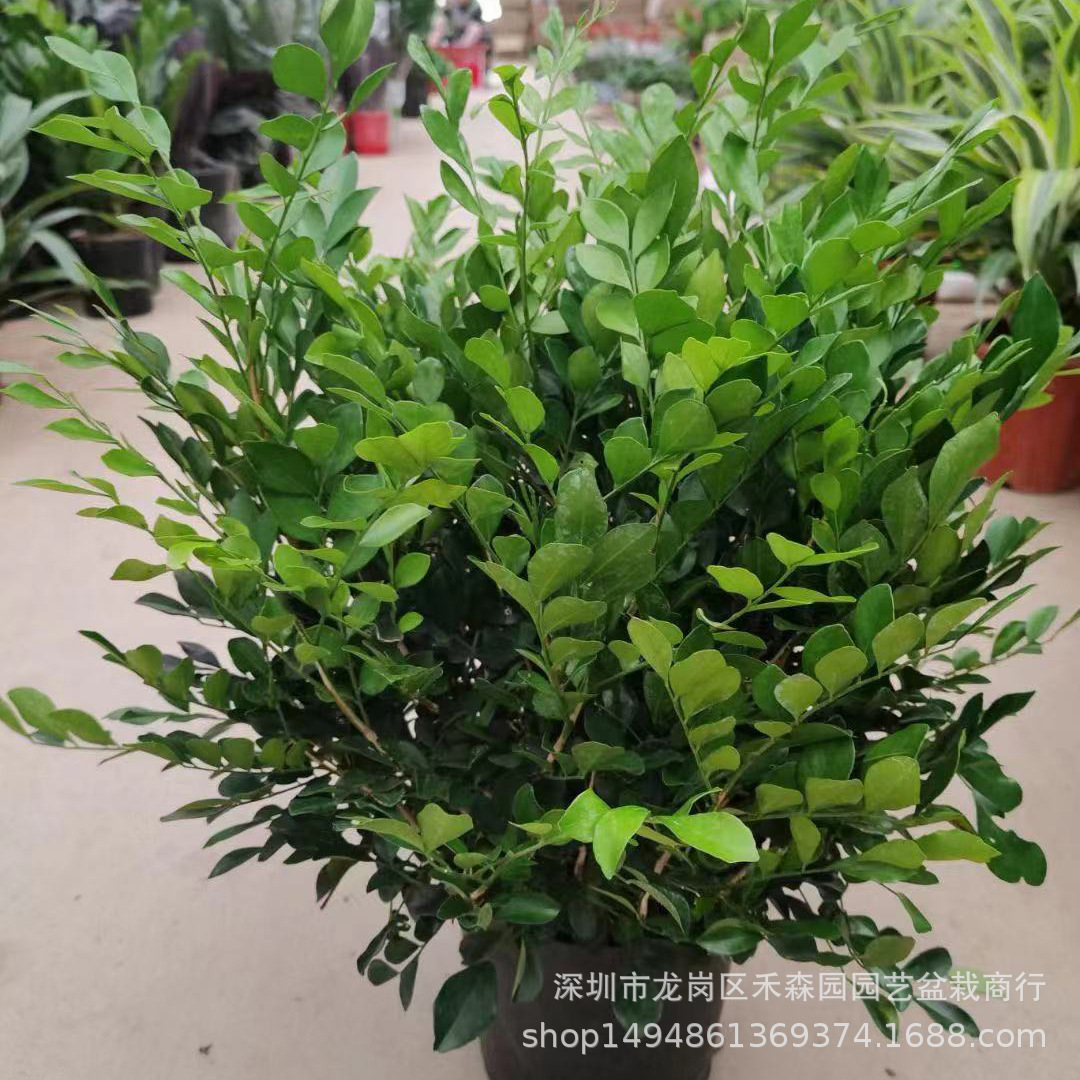 九里香植物盆栽防驱蚊草树苗大颗四季好养老桩绿植七里香室内桌面