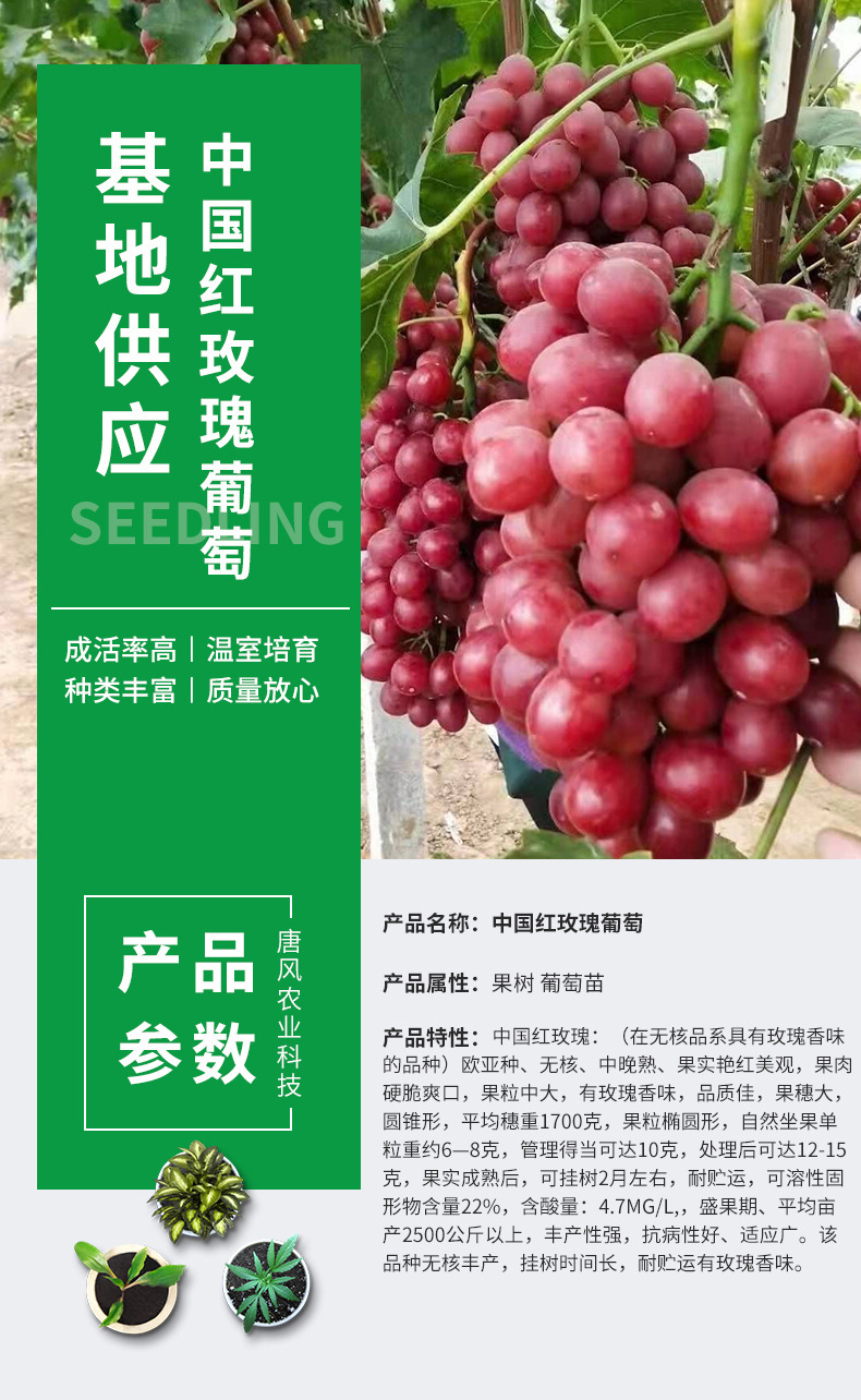 批发葡萄新品种 中国红葡萄苗 中国红玫瑰葡萄苗 无核无籽葡萄