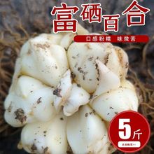 22年恩施富硒新鲜百合药食同源特产蔬菜有味苦卷丹批发食用