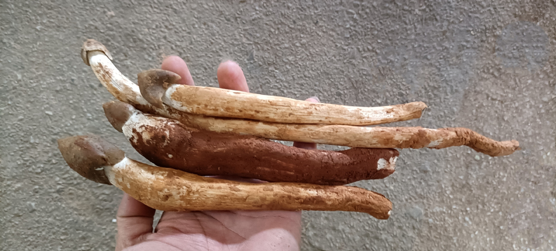 2021年云南特产火把新鲜鸡枞菌大白鸡枞鸡肉丝菇荔枝菌一件代发