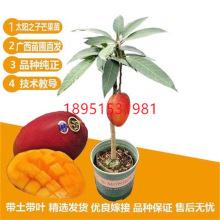 新品种圣德龙芒新品种太阳之子芒果树苗宫崎芒果四季种植当年结果