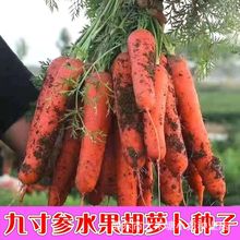 九寸参胡萝卜种子高产脆甜非转基因四季蔬菜萝卜籽胡萝卜新鲜种子