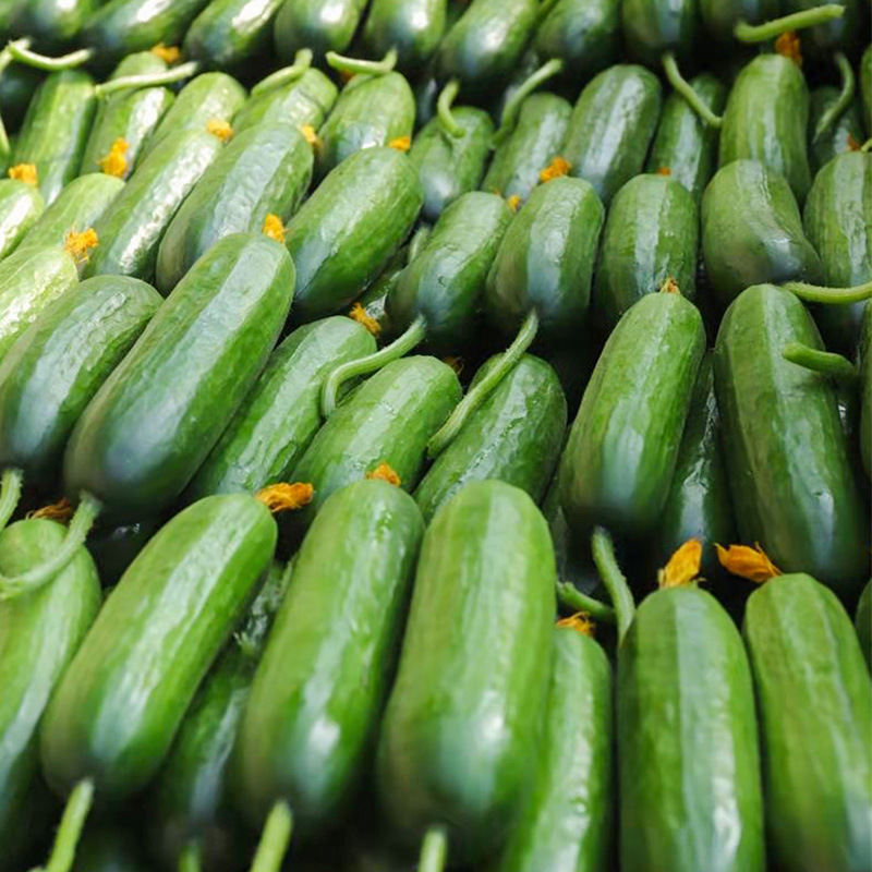 小黄瓜新鲜-小黄瓜新鲜厂家,品牌,图片,热帖-阿里巴巴