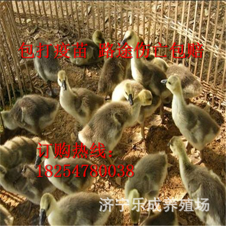 批发狮头鹅苗 白狮头鹅成活率高 狮头鹅种苗多少钱 买十送二-阿里巴巴