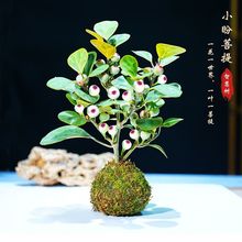 小盼菩提树菩提盆栽植物室内花卉禅意摆件好养办公室桌面绿植盆景