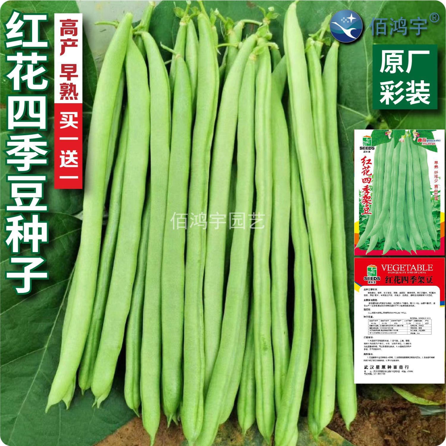 【买一送一】红花四季豆种子早熟高产抗病耐热芸豆爬藤无筋豆种子