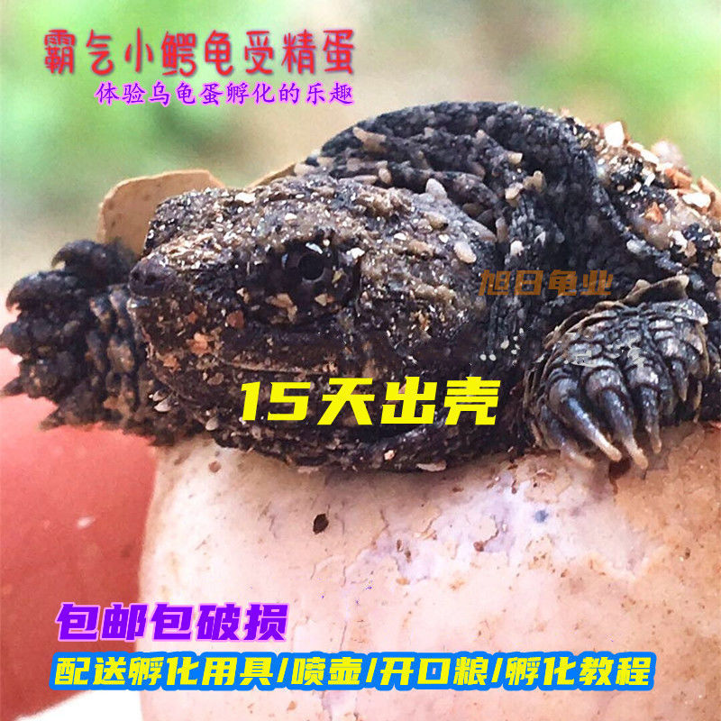 乌龟蛋可孵化爆刺原种纯佛鳄受精蛋活体乌龟霸气鳄龟学生孵化体验