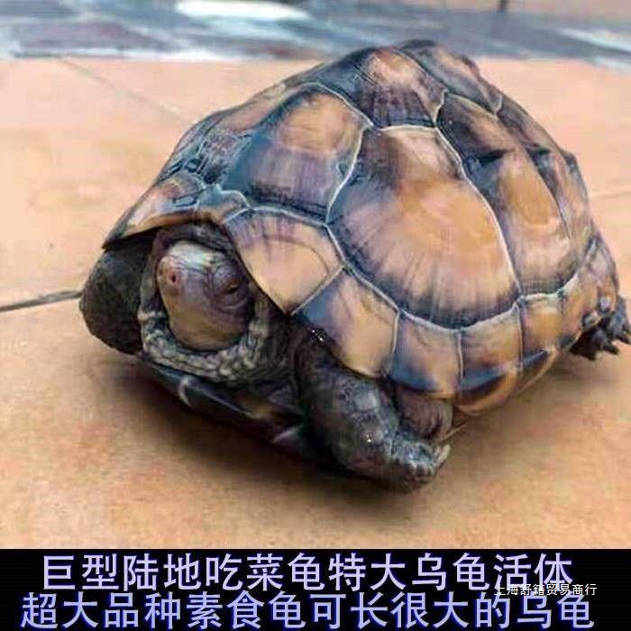 特大乌龟活体陆地吃菜龟巨型宠物龟下蛋草龟龟长寿镇宅龟食用