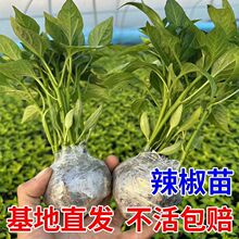 高产四季辣椒苗特辣朝天椒大青线椒甜椒各种番茄苗蔬菜苗盆栽秧苗