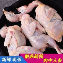 40只大鹌鹑现杀鹌鹑放血去内脏新鲜白条鹌鹑肉乳鸽烧烤冷冻