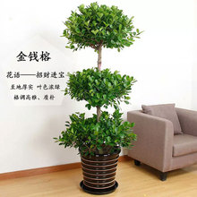 大型盆栽植物摇钱树发财树金钱榕客厅办公室绿植常青树开业招财