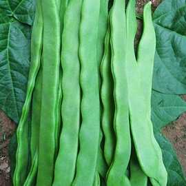 芸豆 种子-芸豆 种子批发,促销价格,产地货源 - 阿里巴巴