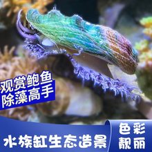 海缸海水生物鲍鱼宠物除藻清洁海洋小生物观赏鱼造景彩贝鲍鱼