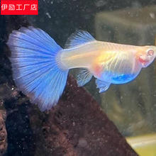 高红剑鱼双尾鱼燕尾高鳍红箭鱼帆热带红白燕尾剑发财