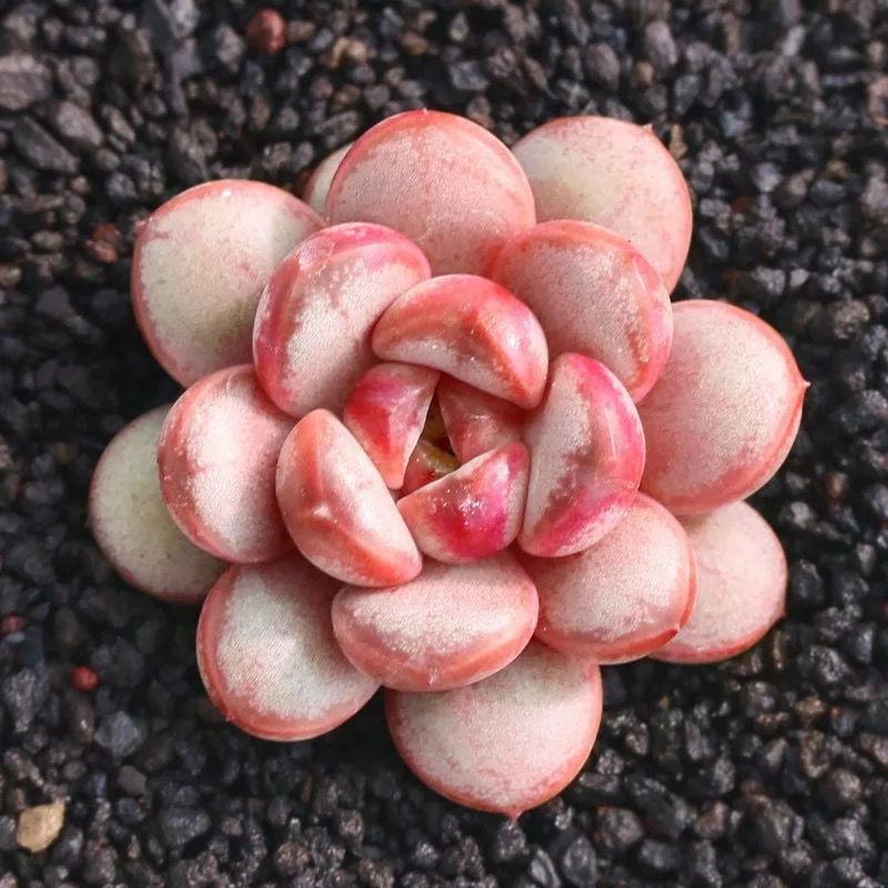 雅乐之舞飘条金枝玉叶盆栽多肉植物稀有品种老桩造型室内阳台好养