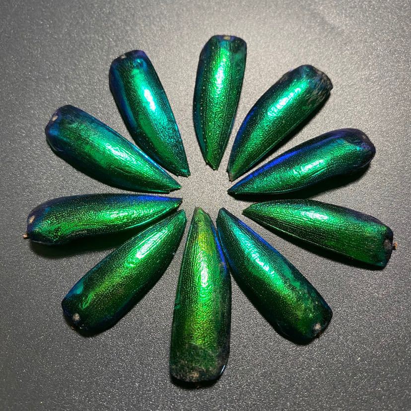 玉虫翅 精选2枚大翅一对 成年甲虫翅膀 炫彩金属色金缮高莳绘镶嵌