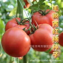 粉果西红柿种子皮薄肉厚丰产阳台盆栽果蔬番茄粉果番茄易种植