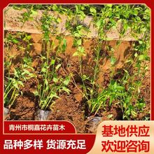 灌丛绿篱爬藤植物棣棠花 棣棠苗 别名蜂棠花绿化苗木工程专供基地