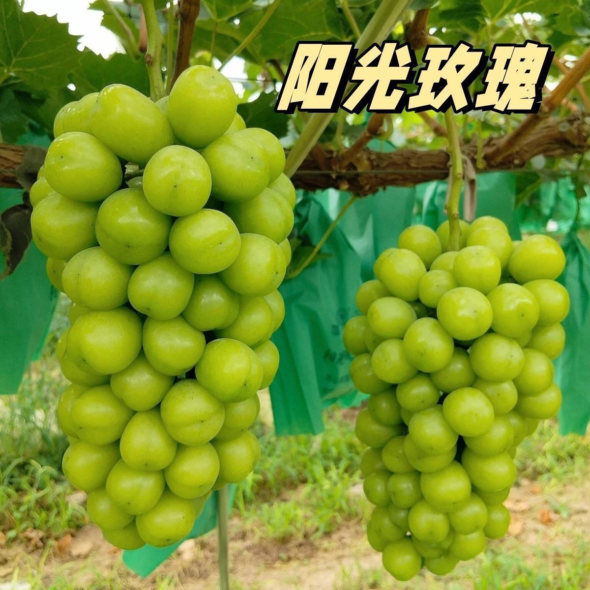 阳光玫瑰葡萄果树种子无籽超甜庭院阳台搭架爬藤耐寒盆栽地栽