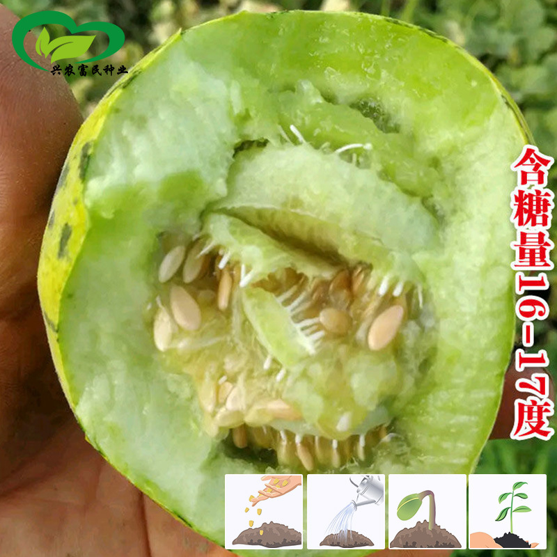 蛤蟆酥甜瓜种子 农田菜园中早熟白绿肉红黄瓤酥脆香甜甜瓜籽