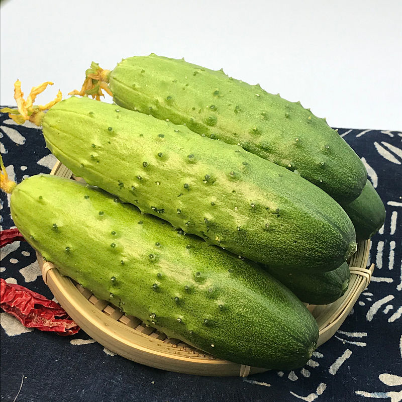 新鲜黄瓜东北旱黄瓜现摘农家黄瓜小青瓜生吃蔬菜水果黄瓜批发包邮