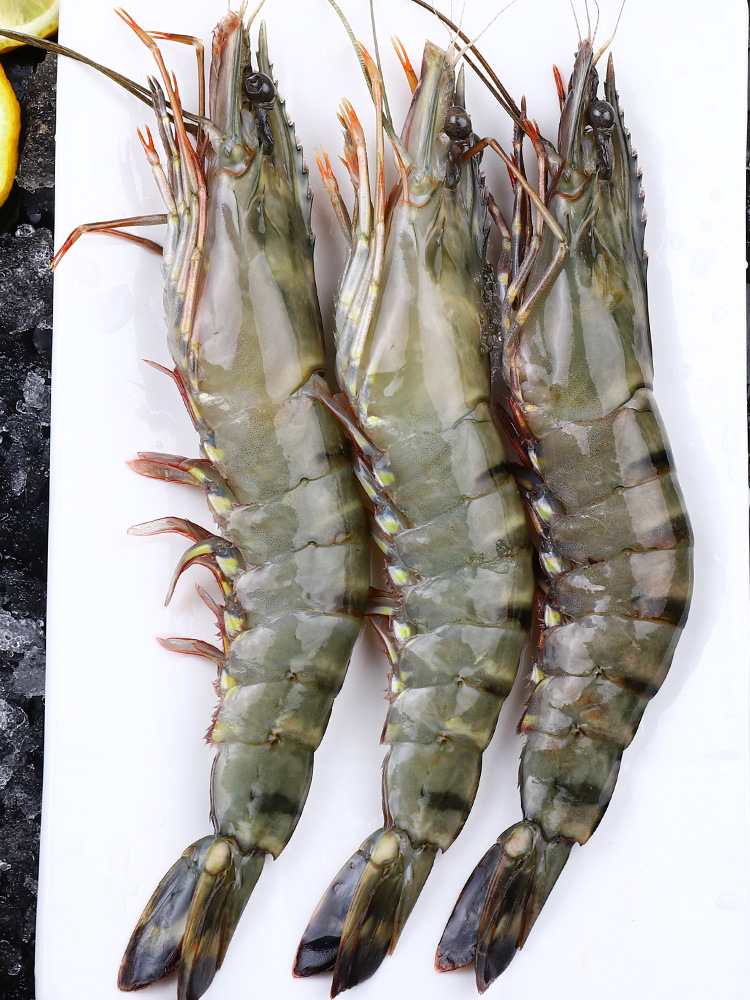 黑虎虾基围虾 越南大虾鲜活海鲜水产 虎虾竹节虾老虎虾斑节虾青虾
