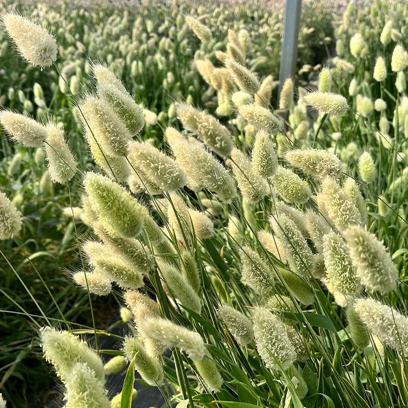 兔尾草春季室内外阳台庭院盆栽植物观赏草花种籽四季种易活花种子