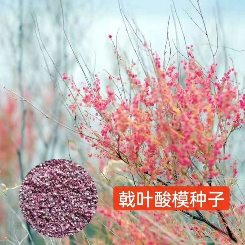 戟叶酸模种子林木种籽四季边坡护坡矿山生态修复恢复用种灌木种子