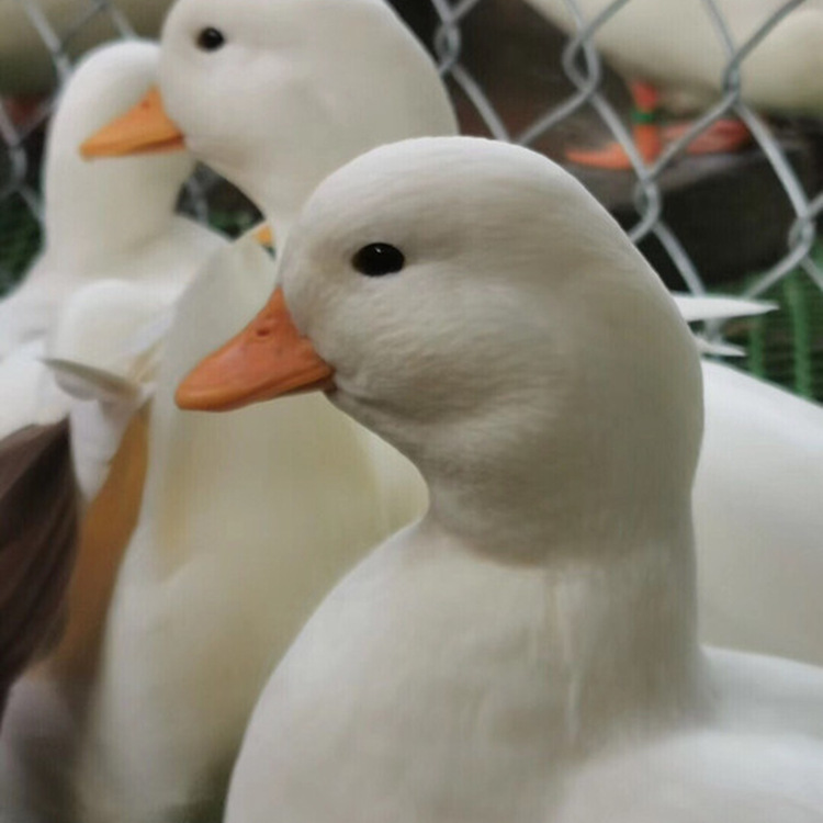 纯色科尔鸭小苗价格活体科尔鸭成年鸭什么价格科尔鸭蛋-阿里巴巴