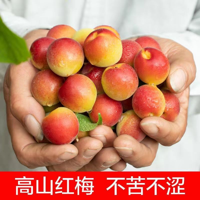 胭脂梅诏安红梅新鲜现摘青梅鲜果泡酒专用鲜梅子酸水果工厂代发