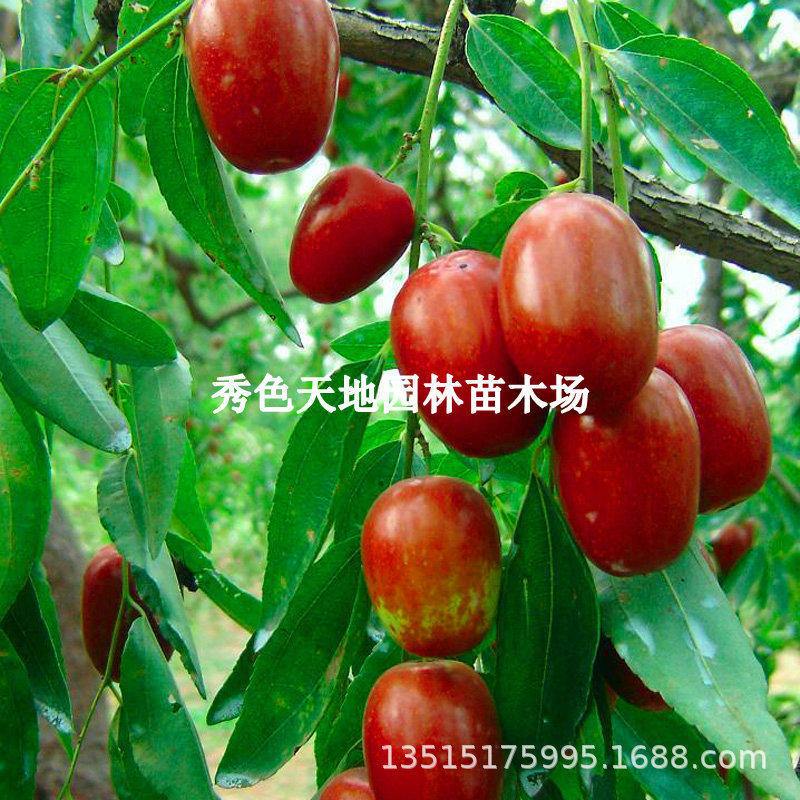 河北沧州金丝小枣树苗嫁接金丝小枣苗蜜枣树盆栽地栽南方北方种植