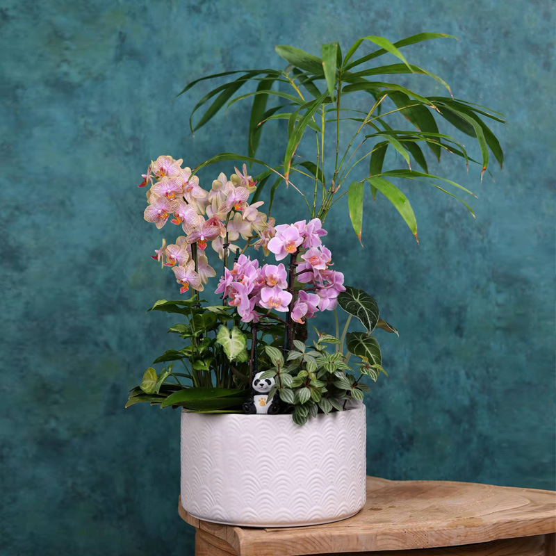 简约陶瓷花盆纯色百搭清新组合花盆 蝴蝶兰组盆乔迁礼品家居摆件