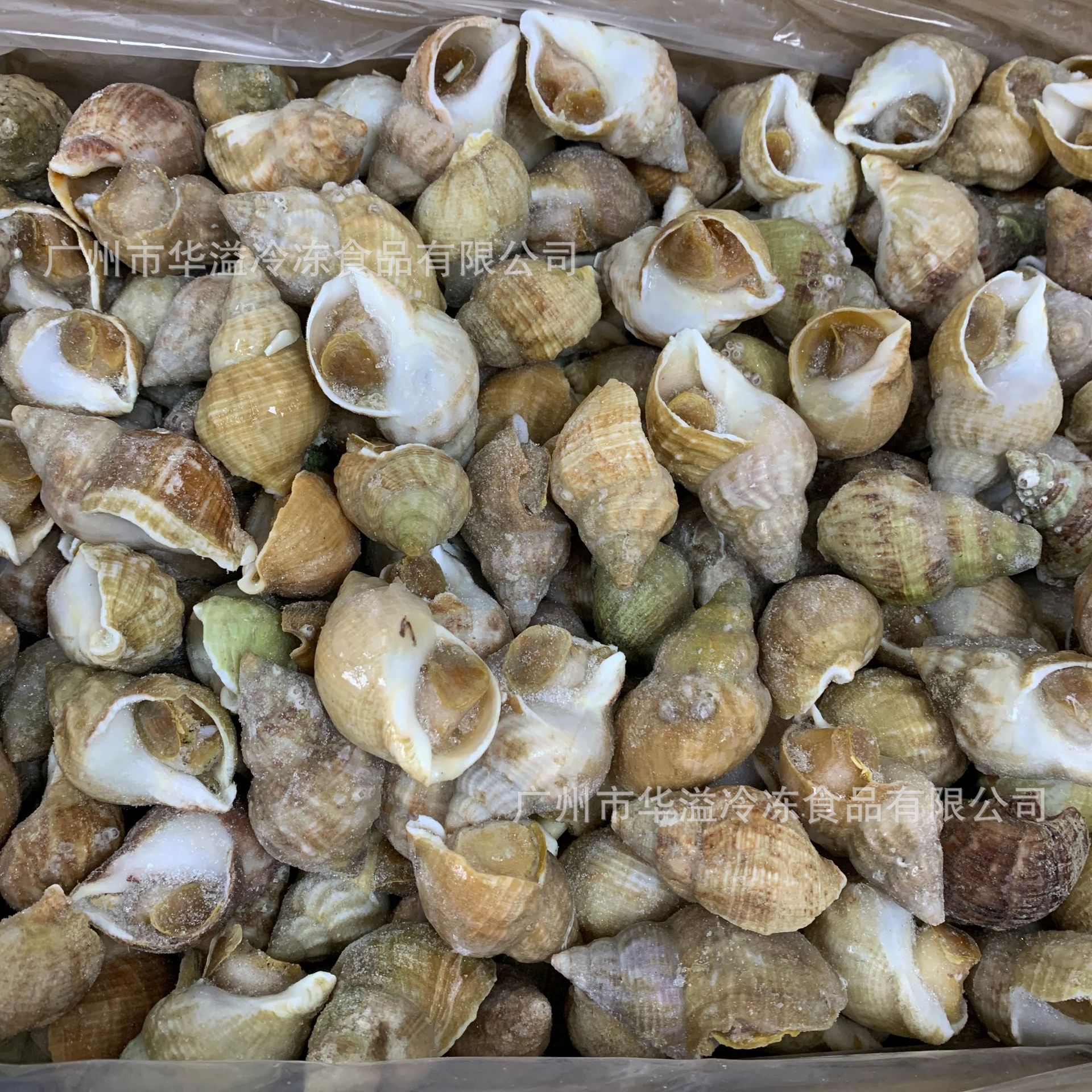 冷冻白螺 20斤/箱 白娥螺 黄螺 大海螺 熟冻白螺 刺身螺 大中码