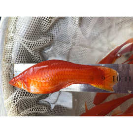 红箭鱼-红箭鱼批发,促销价格,产地货源 - 阿里巴巴