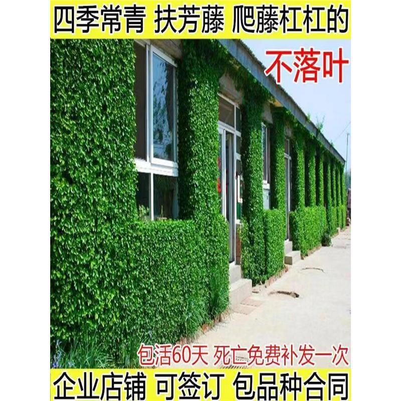 花叶小叶扶芳藤耐寒爬藤花卉攀缘植物卫矛四季常青可护坡绿植