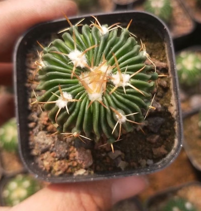 千波万波 实生多棱玉 实生仙人球 直径3厘米 室内绿植 园艺批发