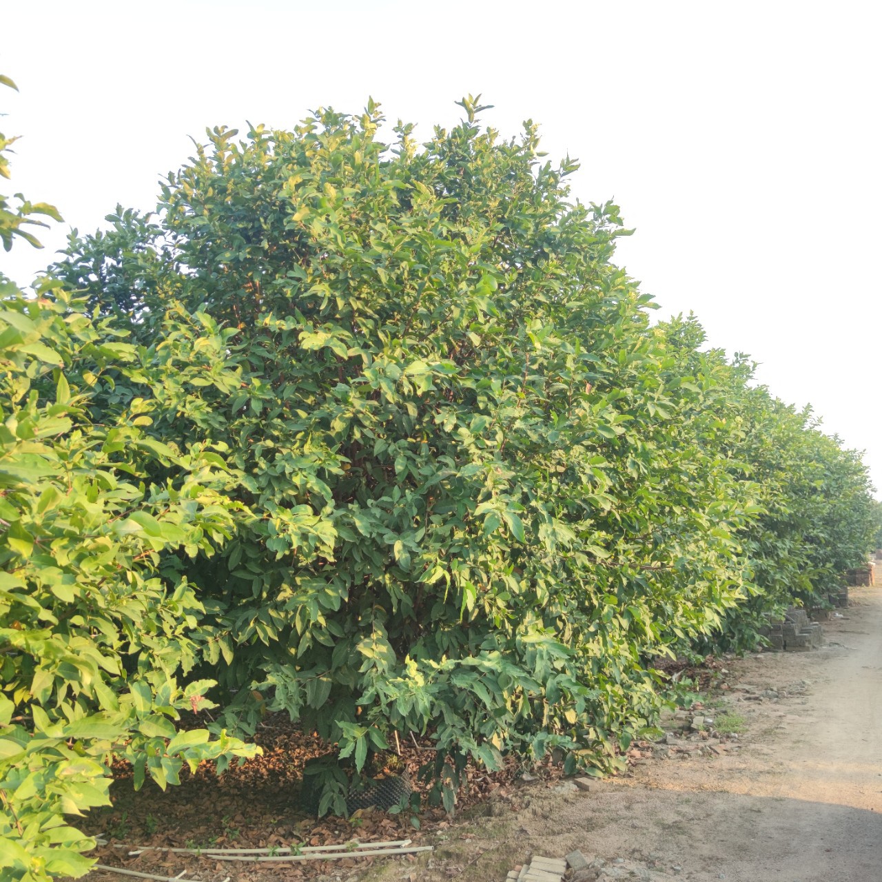 2112供应 精品 全冠 丛生洋蒲桃 5-7米高 莲雾果树 生态农庄绿化