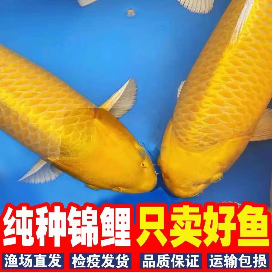 黄金蝴蝶鲤招财风水龙蝶鲤冷水龙凤锦鲤观赏鱼中小型金鱼苗活体
