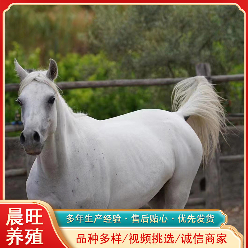 阿拉伯小马驹哪里有卖的婚庆用白马好还是黑马好宠物驴价格马匹多