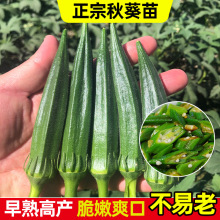 水果秋葵种子苗蔬菜种苗种籽孑秧适合秋季带土菜苗批发秧苗幼苗黄