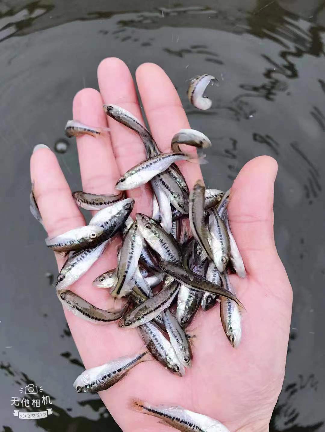 大量供应批发加州鲈鱼苗