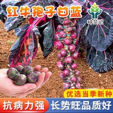 紫色孢子甘蓝种子红绿抱子甘蓝小包菜卷心菜包心原装四季种子大全