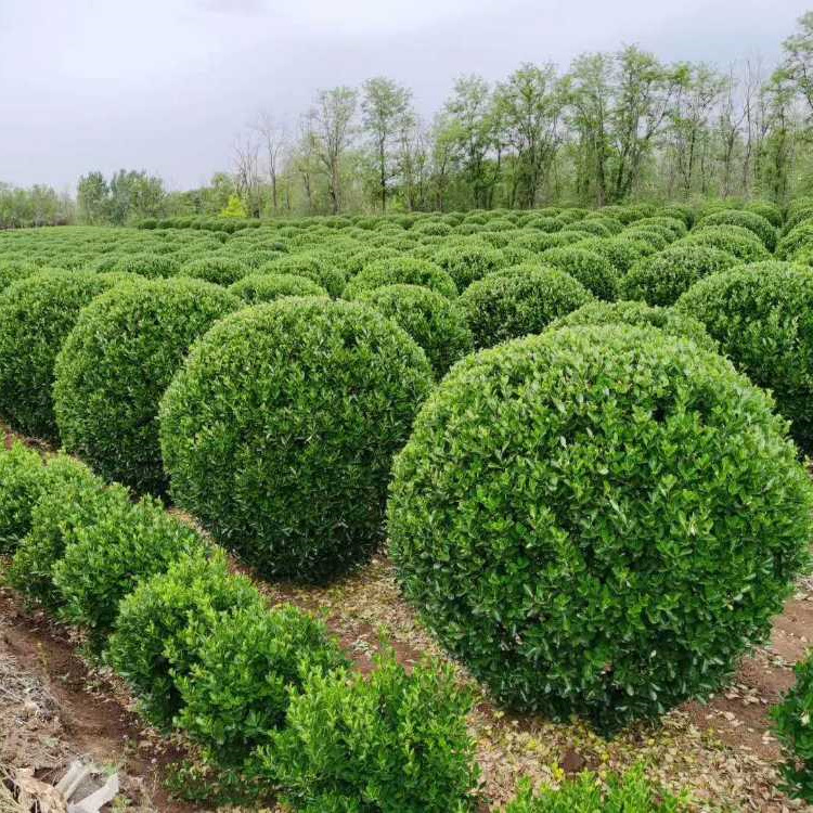 批发大叶黄杨球 地被色块常绿灌木 景观园林绿化工程苗 四季种植
