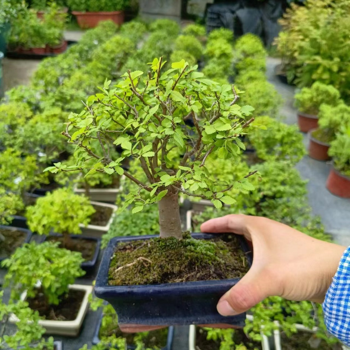 榆树盆景微盆景盆景盆栽办公室室内室外绿植四季常青-阿里巴巴