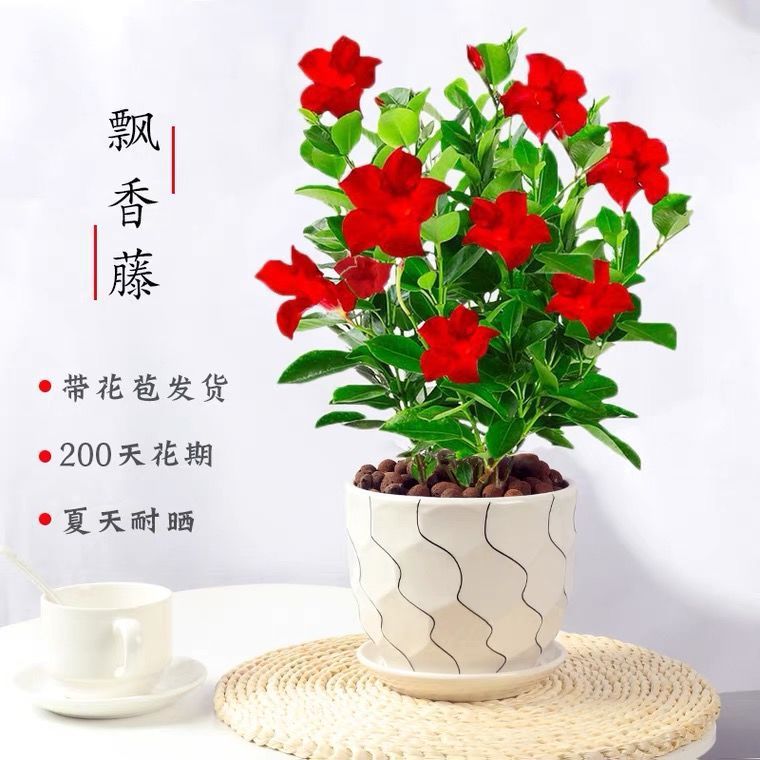 万里飘香藤四季花香味攀爬年四季开花爬墙花卉盆栽绿植室内外好养