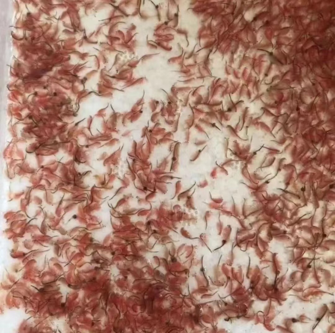 冰冻丰年虾成虫热带孔雀灯科小型鱼金鱼食饵料一顺展批发-阿里巴巴