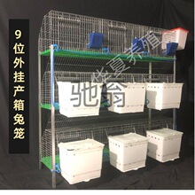 兔活物大型肉兔种兔比利时非一对公母成年可食用大兔