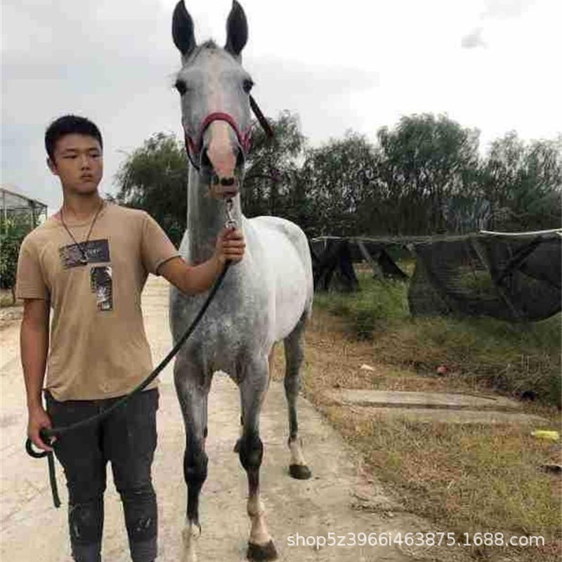 影视教学骑乘纯血马活体价格拍照旅游骑乘纯血马活马纯血